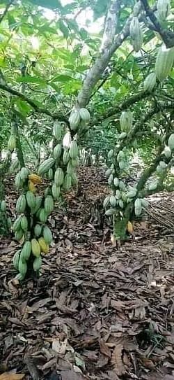 magic compost en cacaoculture